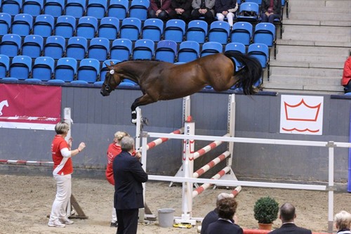 Lajgårdens Chicota eliteskuet 2010